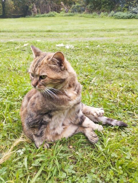 Minette 90 35000 Rennes