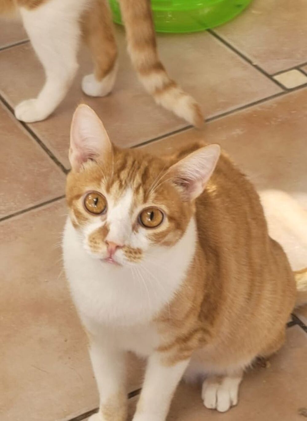   TINO 