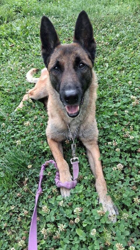 Don chienne 0 57460 Kerbach