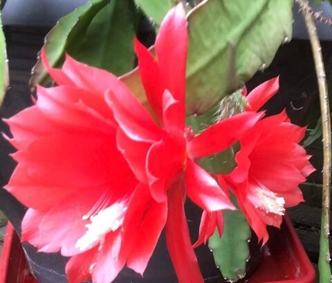 Boutures d'Epiphyllum 3 Boutures 9 Lisieux (14)