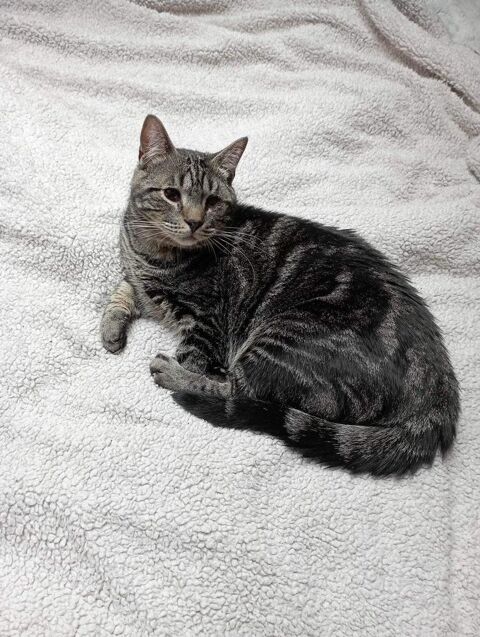 Clyde  190 59800 Lille