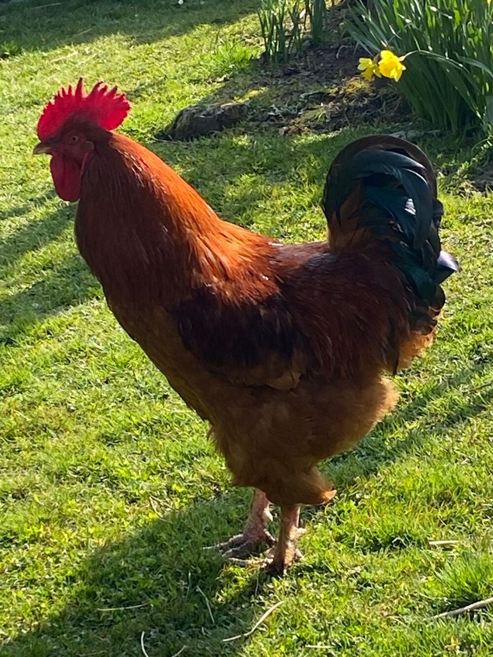   Donne coq français. 1an  