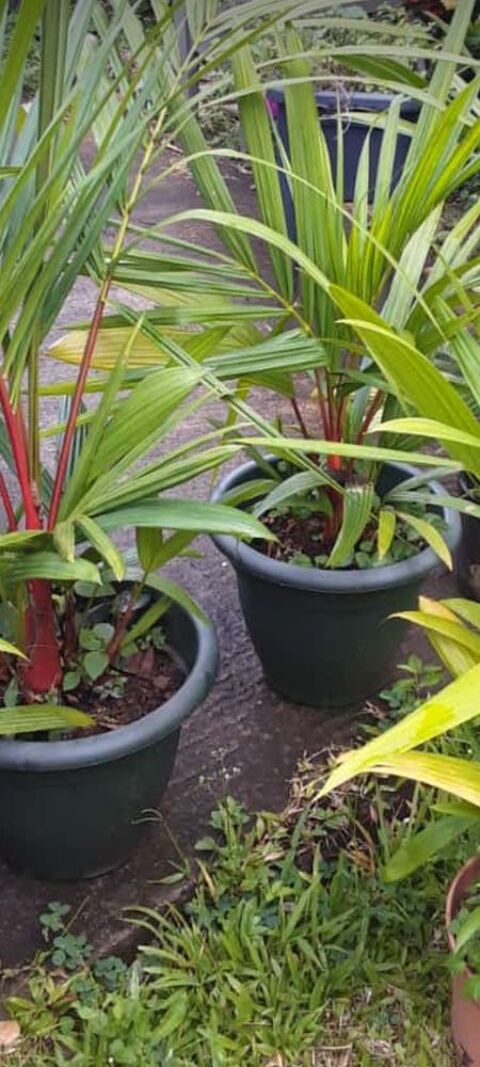 palmier rouge haute de 75cm  80 Cm 80 Martinique (97)