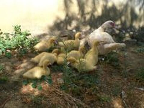   Caneton canard de barbarie 