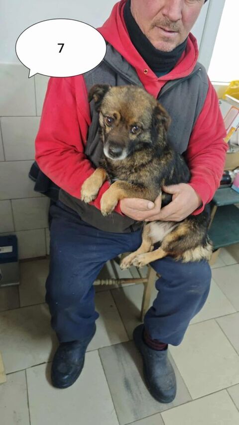 Yulia &agrave; l'adoption 300 22000 Saint-brieuc