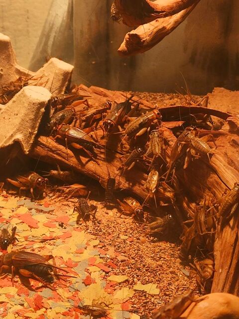 Grillons domestiques  5 13127 Vitrolles