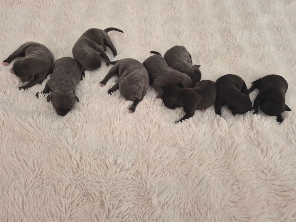   Magnifiques chiots staffies  