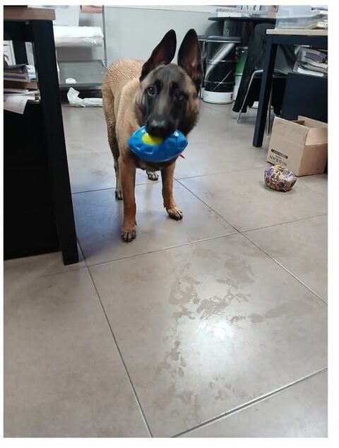 Chien VANILLE à l adoption 300 83140 Six-fours-les-plages