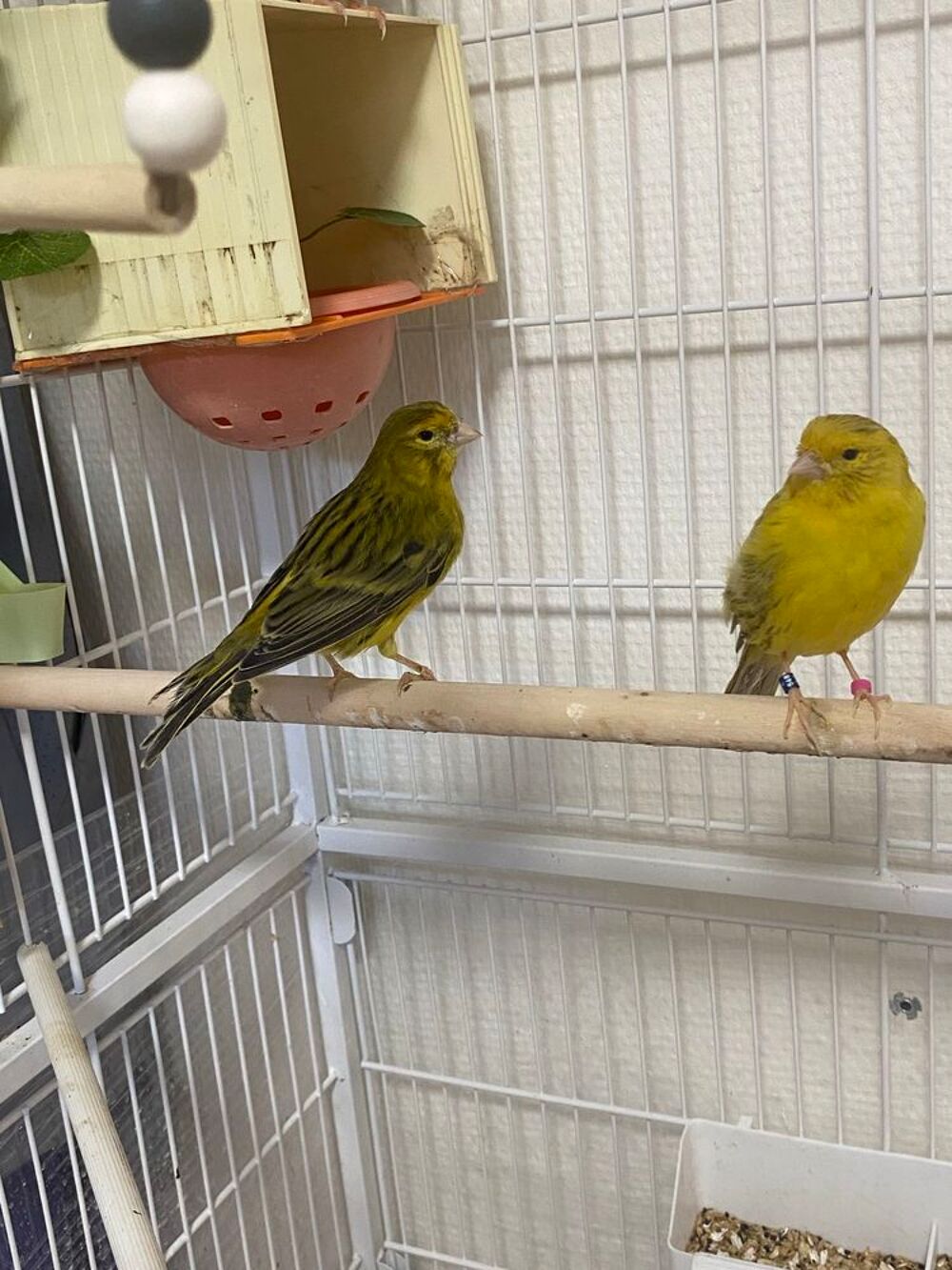 canaris oiseau Billetterie