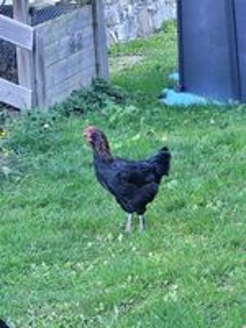   Vent jeune coq 5 mois  