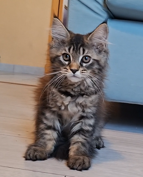chaton femelle Maine Coon LOOF 950 83000 Toulon