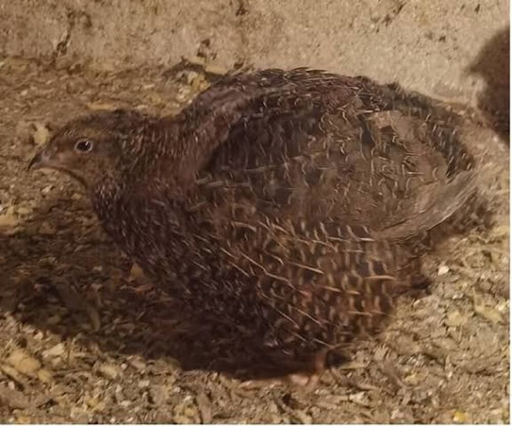   jeune cailles du Japon 