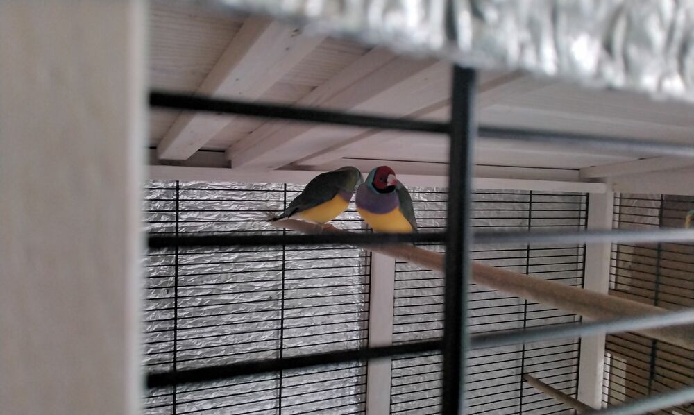   Diamant de gould  
