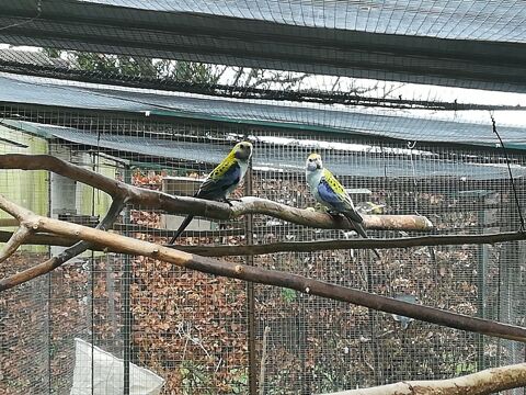 Perruche tête pâle  60 76190 Auzebosc