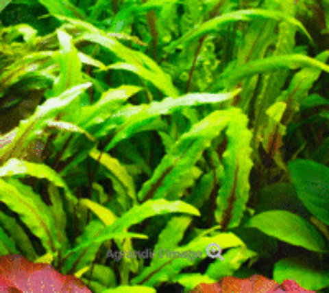  Cryptocoryne wendtii
(plante d'aquarium d'eau douce) 