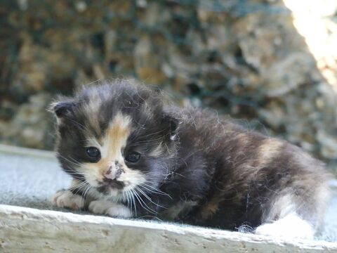 Chatons Norvégien 750 91650 Breuillet