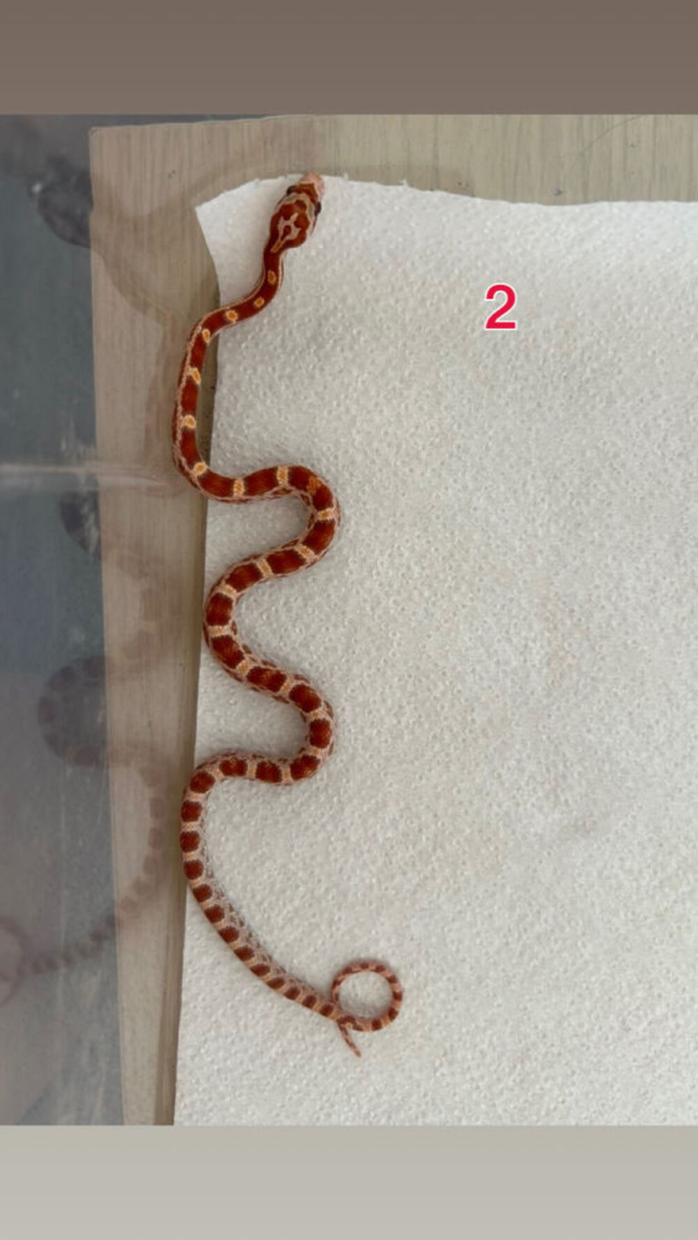   Pantherophis ultramel het scaleless 