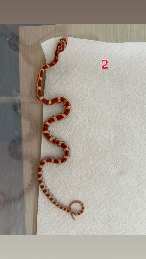 Pantherophis ultramel het scaleless 40 03100 Montluçon