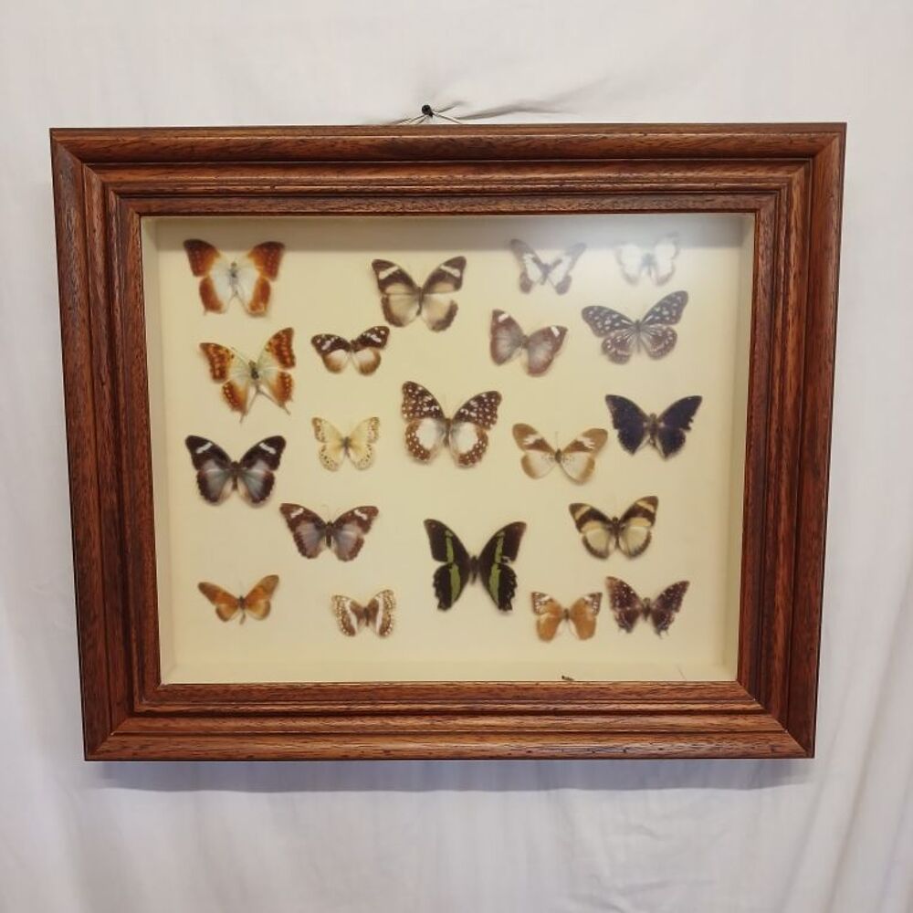 coffret 20 vrais papillons Décoration