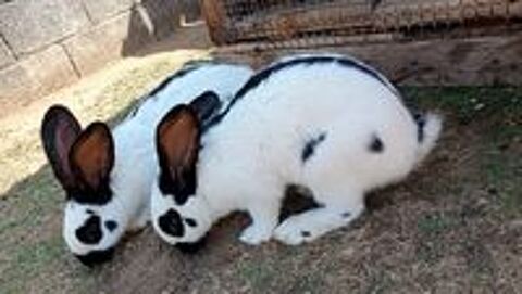   Lapin 