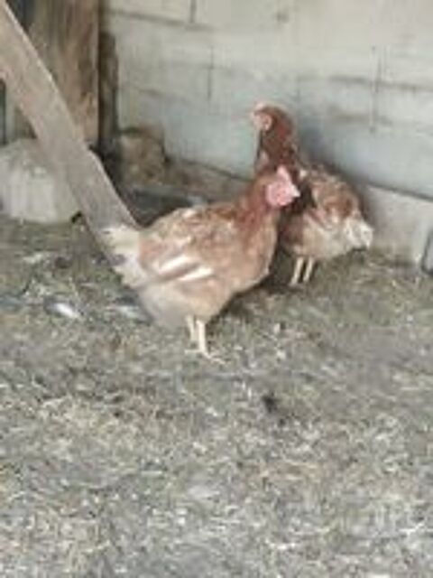   Poule pondeuse  