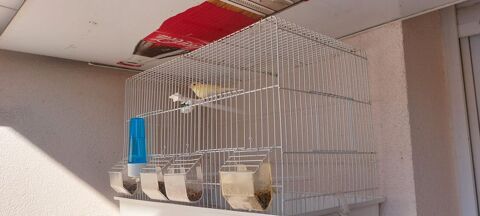 Canaris male 35 01170 Cessy