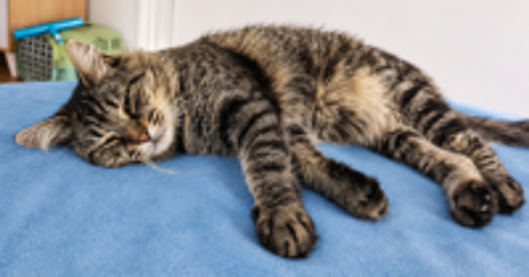   BASILE CHAT TIGRE 2 ANS 