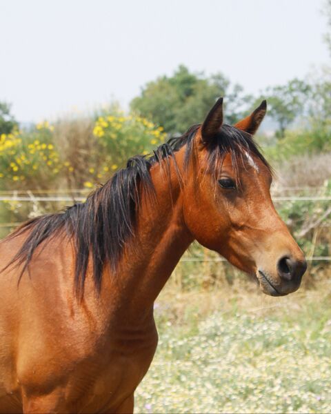Superbe poulain PSAR 2500 11800 Saint-frichoux