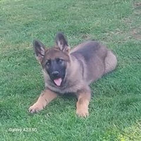   chiots berger allemand LOF, dos droit , ancien type . 