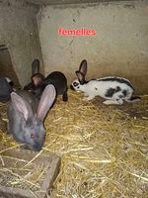   Geant Papillon 3 mois  