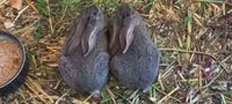   LAPINS DE COMPAGNIE 