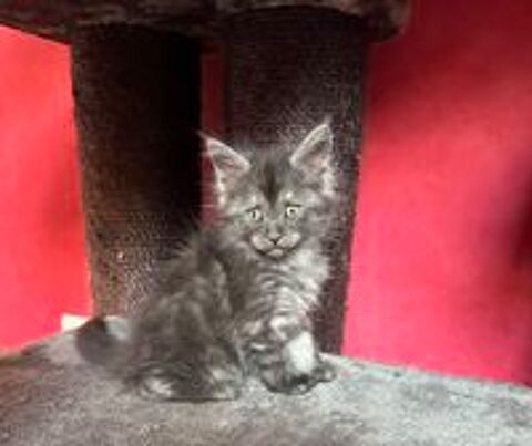   Chatons Maine COON  