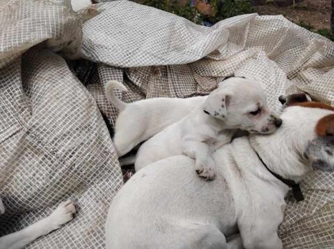 Femelles Jack Russel 700 62370 Audruicq