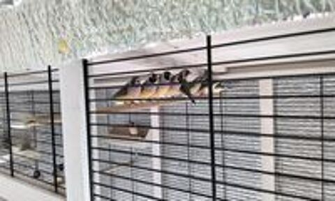   Diamant de gould  