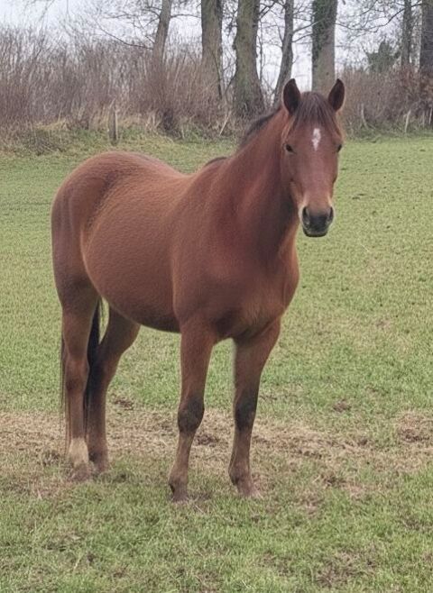 ponette alezan 4500 14380 Courson