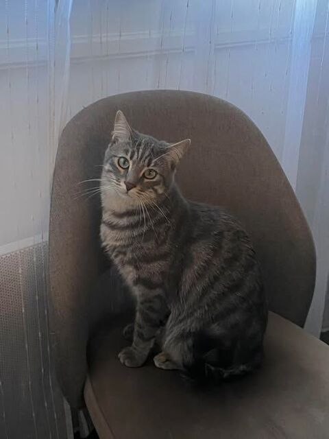 Chat NEMIR &agrave; l adoption 200 30150 Roquemaure