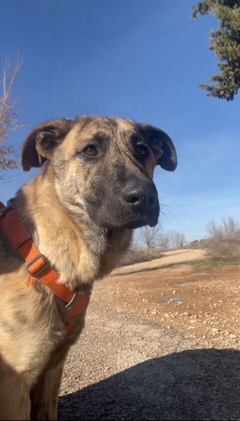 🩷DANA🩷, une jeune mastine au c�ur immense 220 24140 Douville