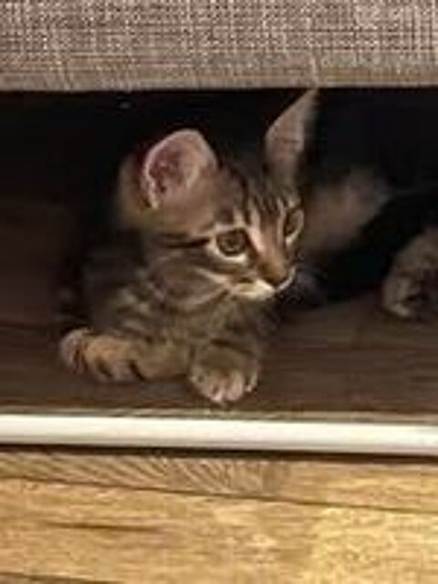   Chat PORTHOS à l adoption 
