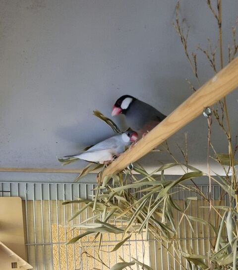 Paddas de Java 0 40500 Saint-sever