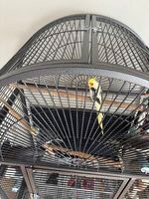   Volière cage pour perroquet 
