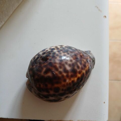 COQUILLAGE 5 Ézanville (95)
