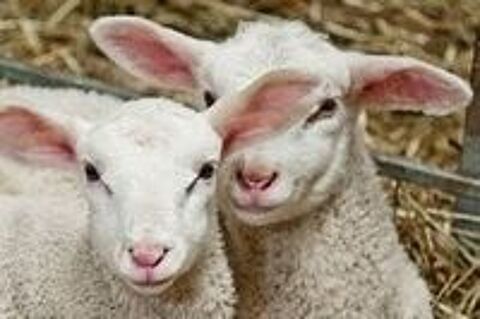   aliment graines basse cour / poule / lapin  