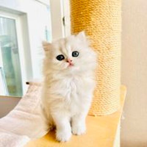   chaton m�le british longhair 