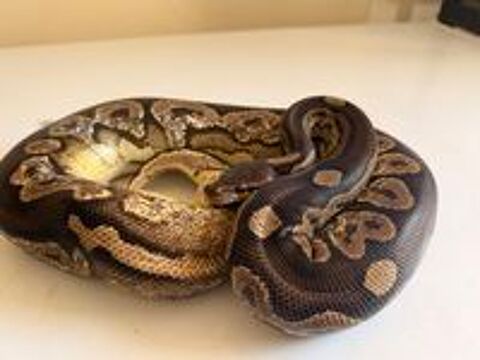   : Python Royal femelle + terrarium complet 