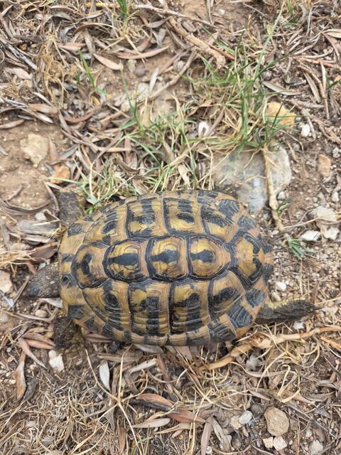 Tortue m&acirc;le adulte  100 83870 Signes