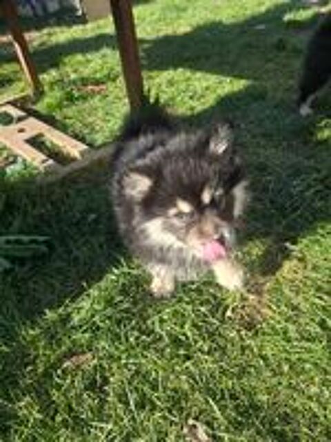   Chiots finnois de Laponie LOF 