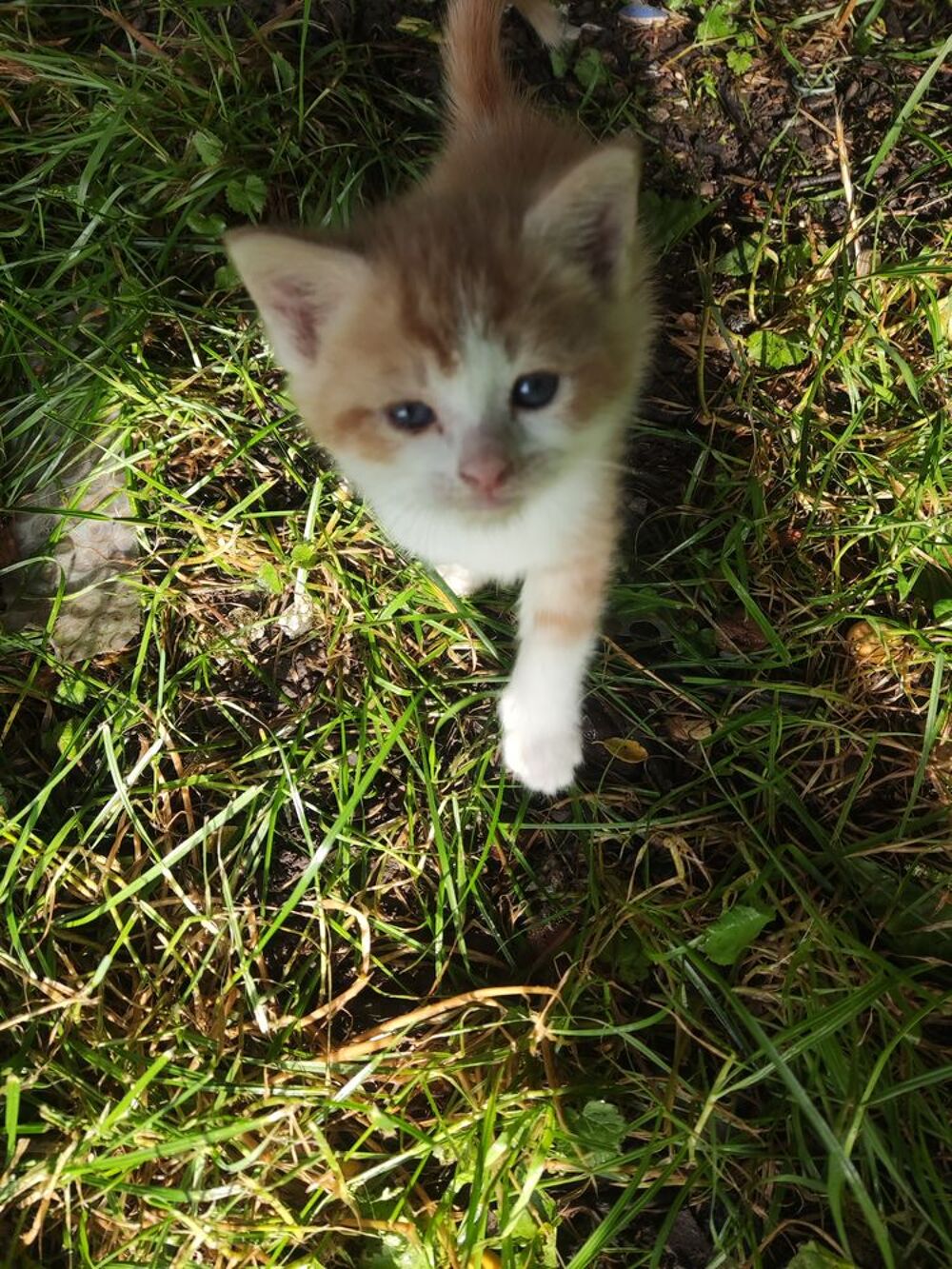   chatons 