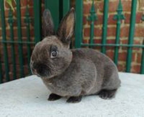   Lapin nain rex 