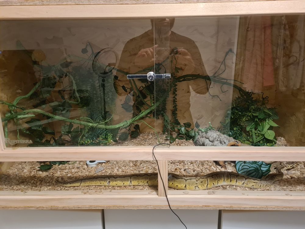   Serpent python royal (regius) 