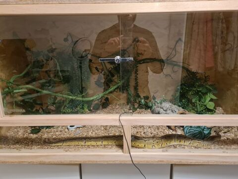 Serpent python royal (regius) 300 59500 Douai